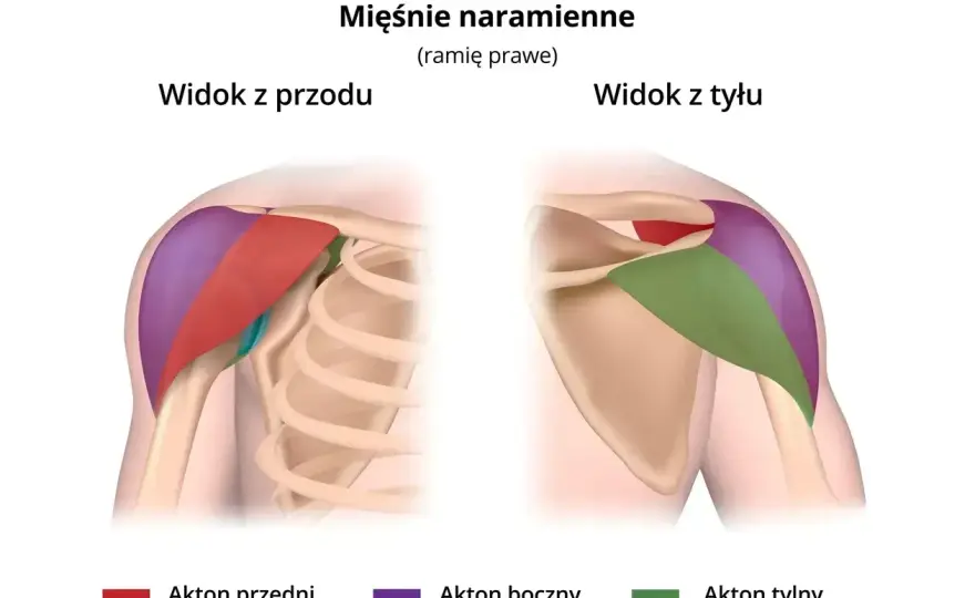 Ile serii na barki? Optymalna objętość dla szybkiego wzrostu!