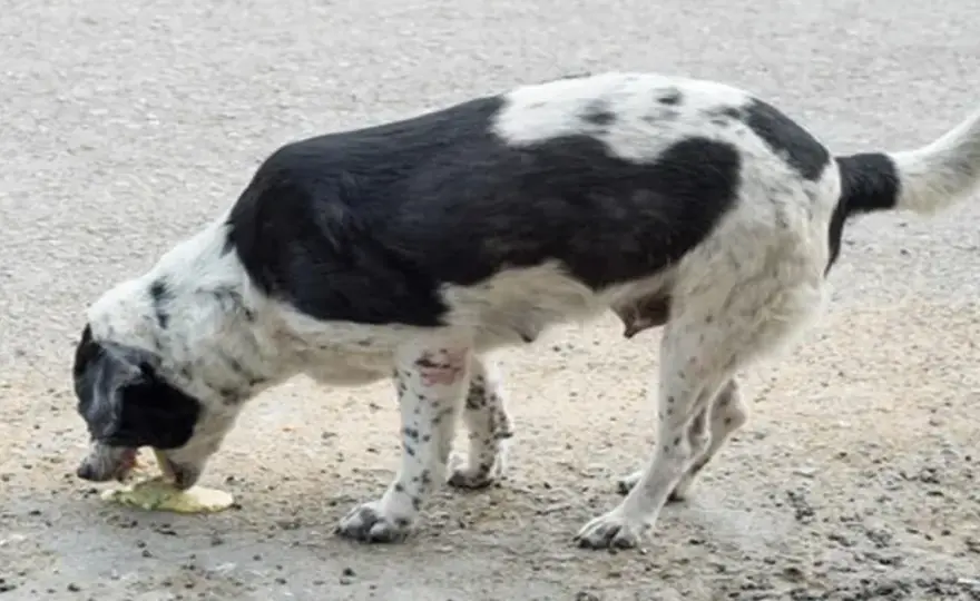 Mi perro vomita bilis - ¿Qué le doy y cuándo ir al veterinario?