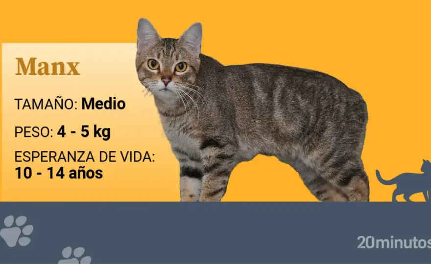 Raza de mi gato - ¿Cómo saberla sin engaños?