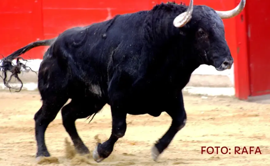 El Torero - Claves para entender este hierro bravo de Domecq