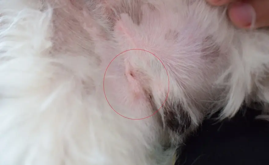 Kastracja psa - kiedy ma sens i jak wygląda po zabiegu?