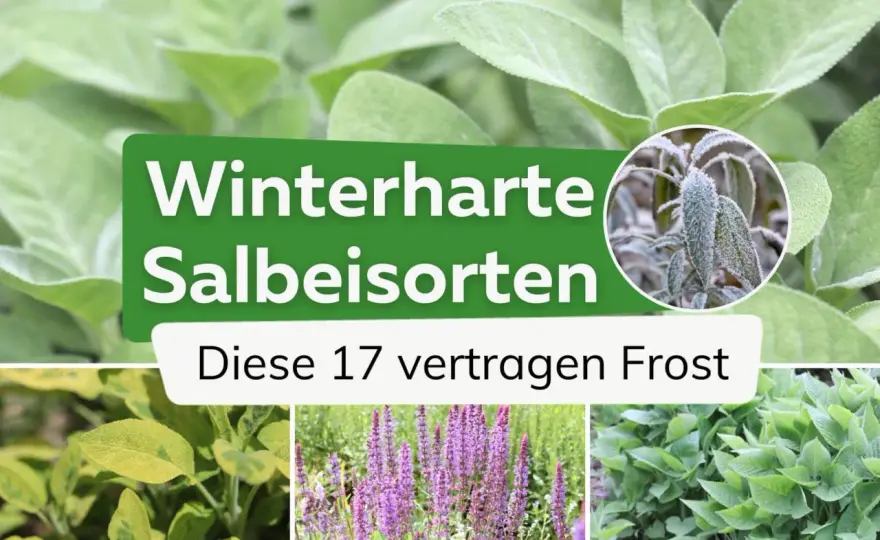 Winterharter Salbei im Nutzgarten - die besten Arten und Pflegetipps