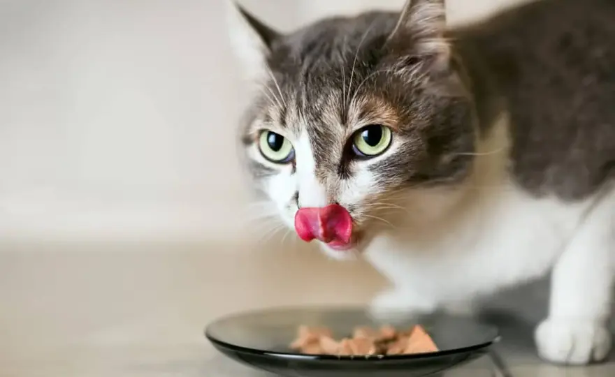 Aliment chat sans iode - Vraiment utile pour l'hyperthyroïdie?