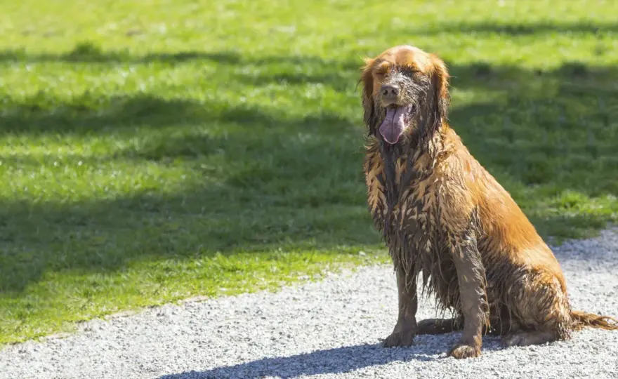Chien malpropre - Causes et solutions pour une propreté durable