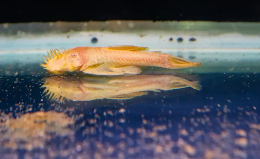 Akvariefisk hudparasiter - Känn igen, behandla & förebygg