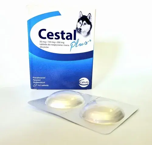 Odrobaczanie psa: Co 3-6 miesięcy? Pełny przewodnik dla właściciela