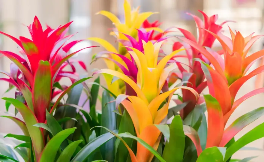 Ile kwitnie bromelia i jak wydłużyć jej efekt?