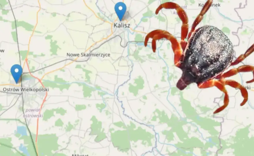 Kleszcze w Polsce: Gdzie żyją i jak ich unikać? Sprawdź mapę