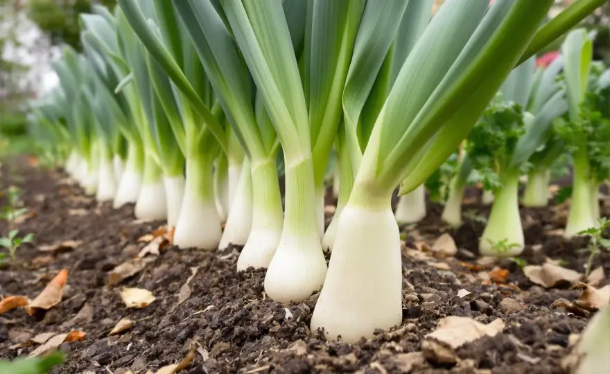Poireaux plus gros - Faut-il les tailler pour un fût blanc parfait?