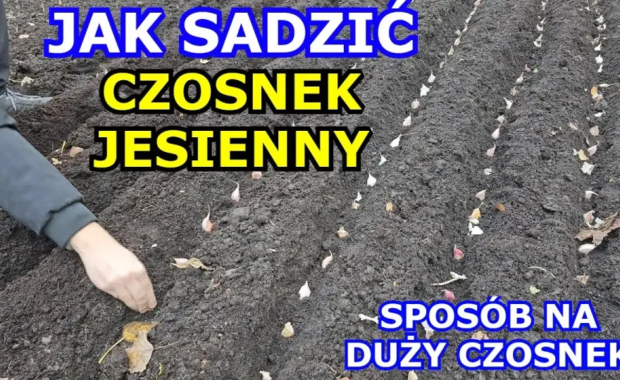 Jak uprawiać czosnek żeby był duży - sprawdzone metody na plon