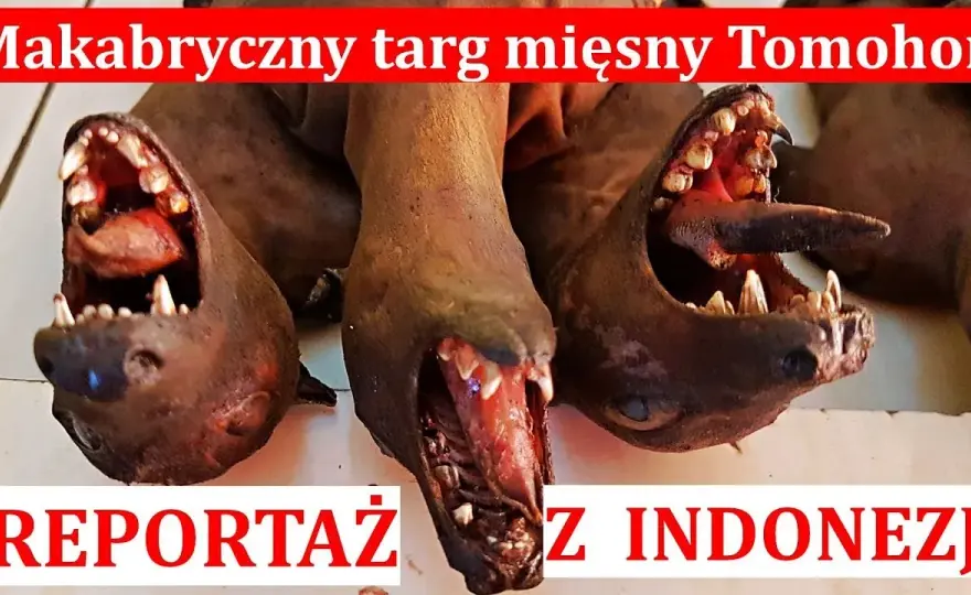 W jakim kraju jedzą psy i dlaczego ta tradycja budzi kontrowersje