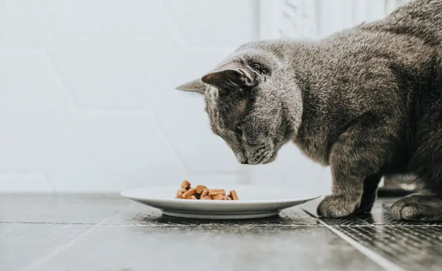 Katze frisst nicht? Ursachen, Warnzeichen und was jetzt hilft