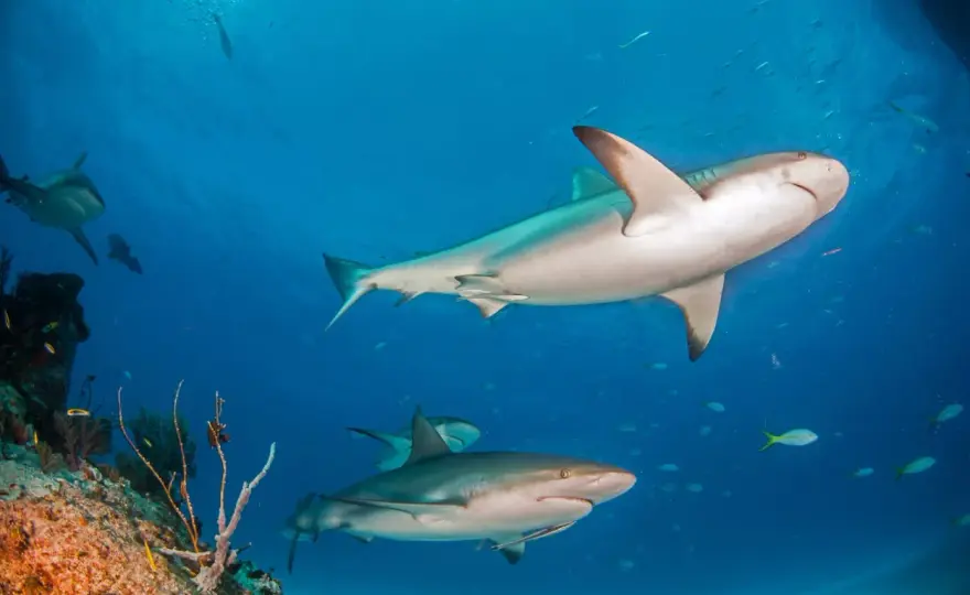 Tiburón de arrecife - ¿Depredador o guardián del coral?