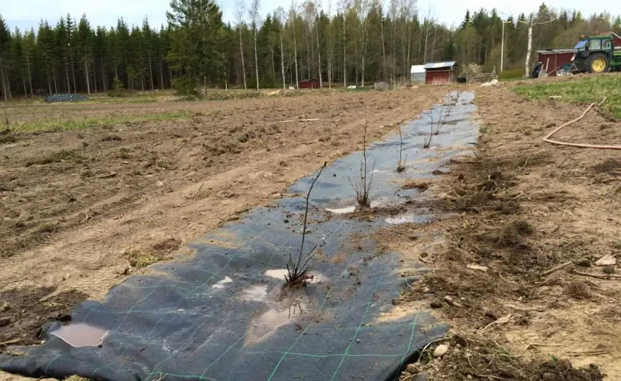 Aronia i trädgården - så lyckas du från plantering till skörd