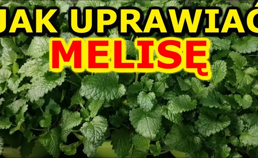 Melisa jak uprawiać – proste metody, które zapewnią udane zbiory