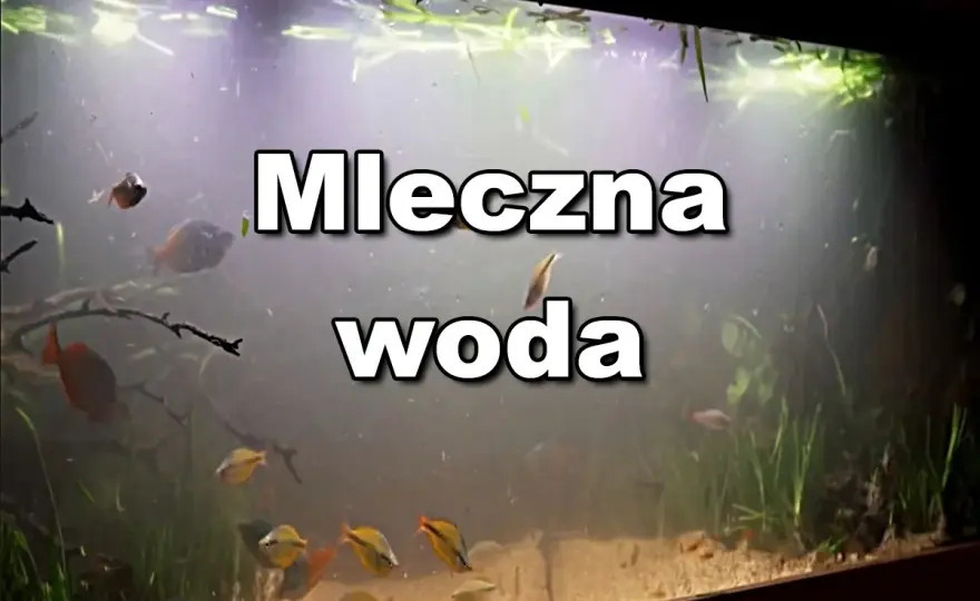 Mętna woda w akwarium po 1 dniu - Co robić i jak zapobiec?