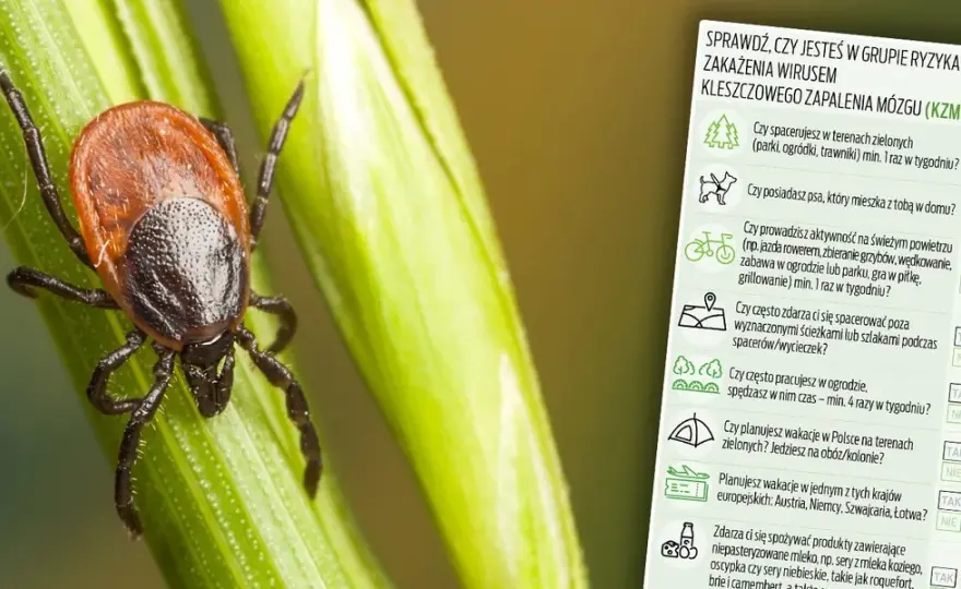 Kleszcz zabija? Poznaj realne ryzyko i skuteczną obronę