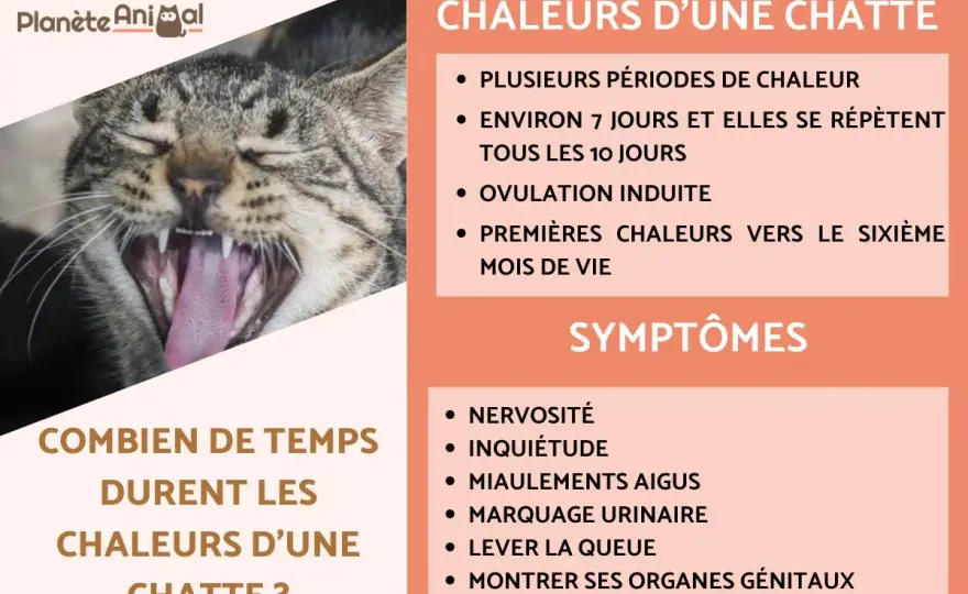 Chatte en chaleur - Reconnaître les signes et bien réagir