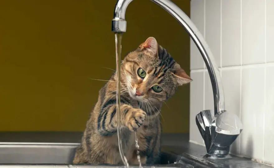 Mi gato no bebe agua - Causas y soluciones efectivas