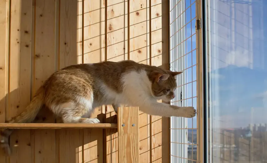 Jak zabezpieczyć balkon dla kota bez siatki: 5 skutecznych sposobów