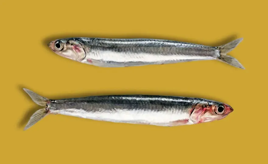 Boquerón y anchoa - así se diferencian de verdad
