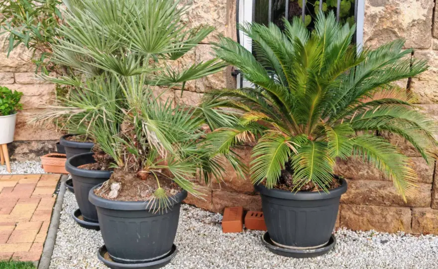 Palmenarten richtig wählen für Wohnung, Wintergarten und Garten