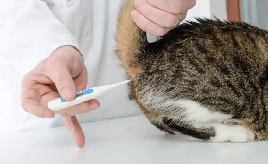 Körpertemperatur bei Katzen - was normal ist und wann es kritisch wird