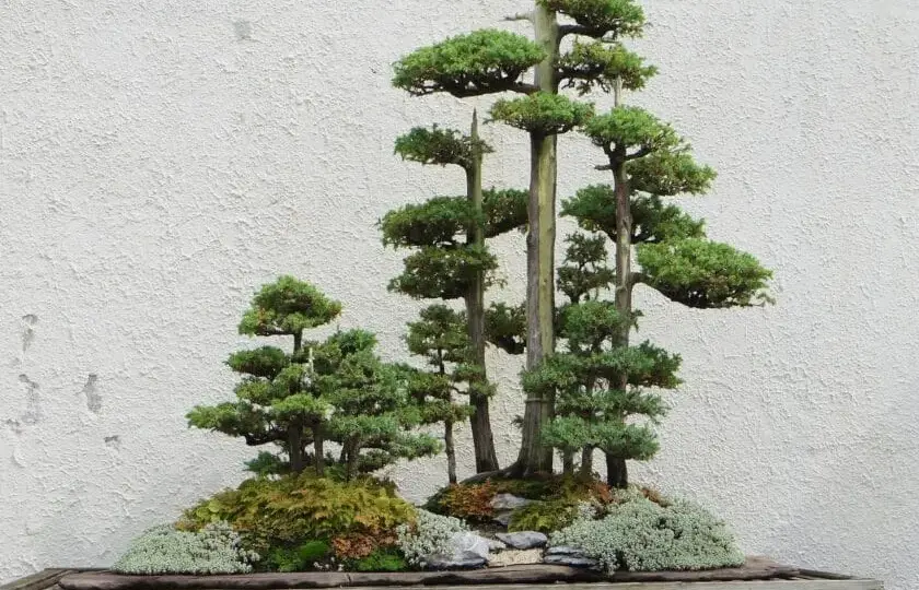 Jak zrobić bonsai z tui - proste kroki do pięknego drzewka bonsai