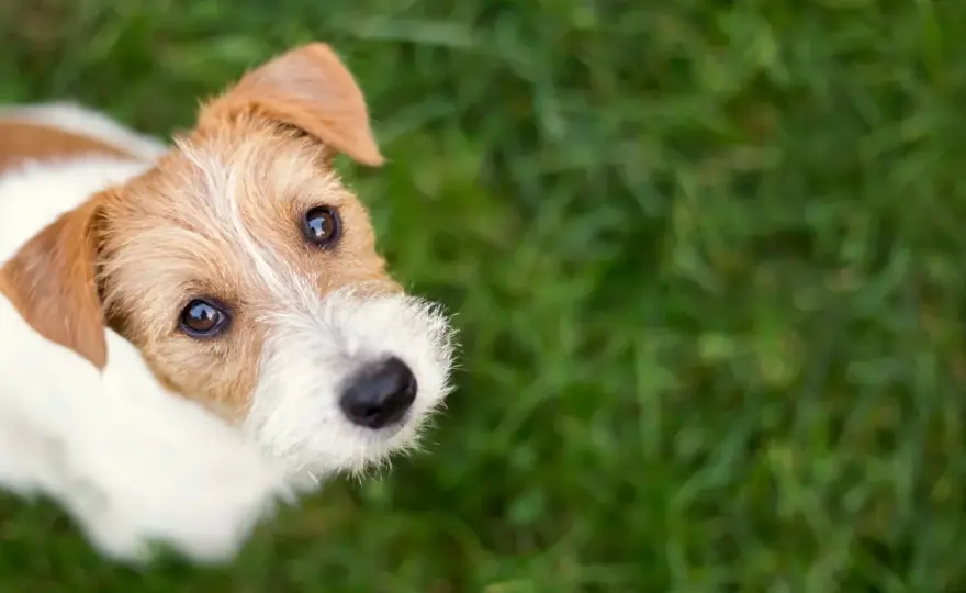 Terrier-Rassen im Überblick - welche wirklich zu dir passen