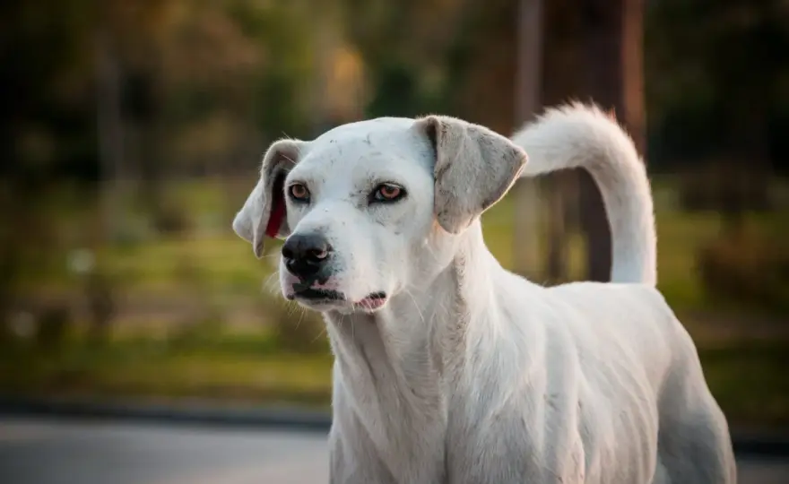 Rabbia nel cane - Riconosci i sintomi e agisci subito