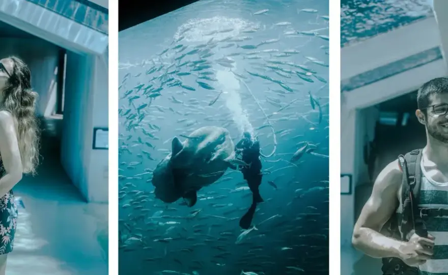 Oceanarium Dania: Odkryj fascynujące atrakcje i edukację morską