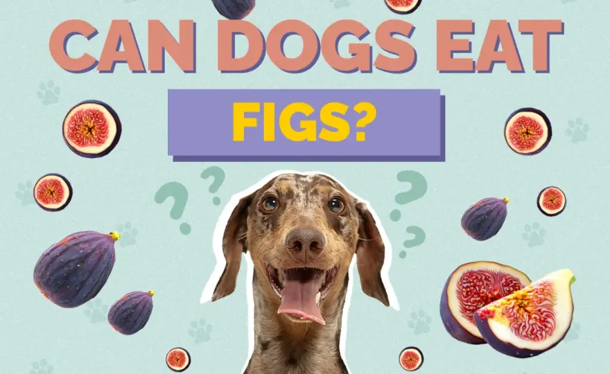 Can Dogs Eat Figs? The Safe Truth About This Fruit