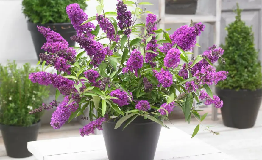 Sommerflieder verboten? Die Wahrheit über Buddleja davidii