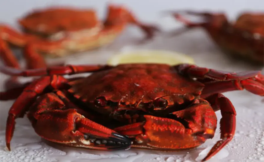 Nécora gallega, cómo elegirla y cocerla sin perder su sabor