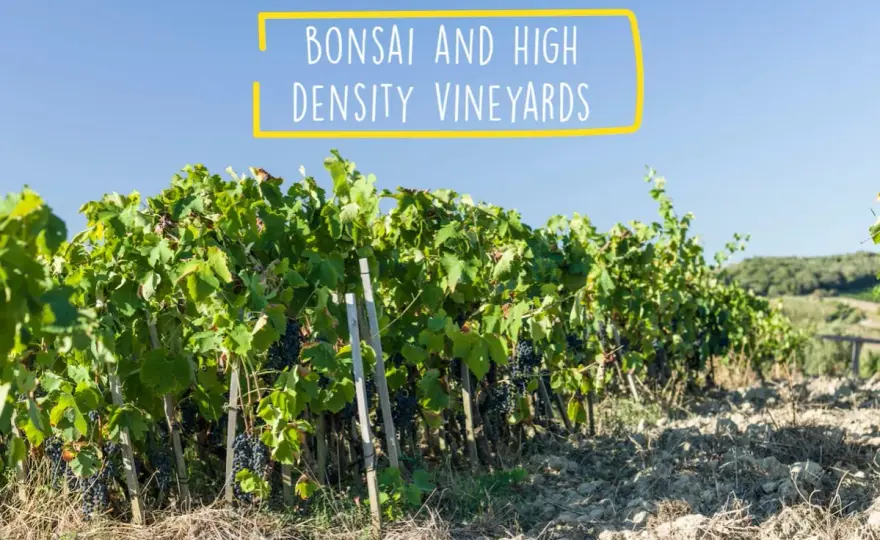 Podere Le Ripi - Brunello, Biodynamik & Bonsai in Montalcino