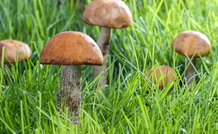 Pilze im Garten - Harmlos oder Gefahr? Dein Guide