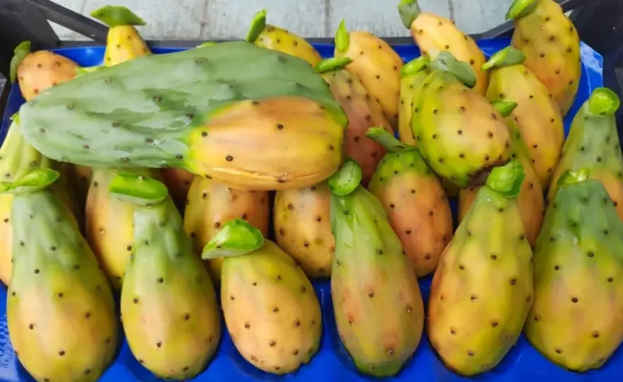 Fico d’India maschio e femmina? La verità sulla fruttificazione