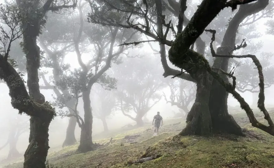 Fanal-Wald auf Madeira - beste Zeit und die schönsten Routen