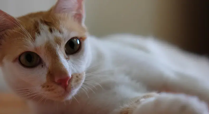 Mi gato huele mal - Descubre el origen y qué hacer