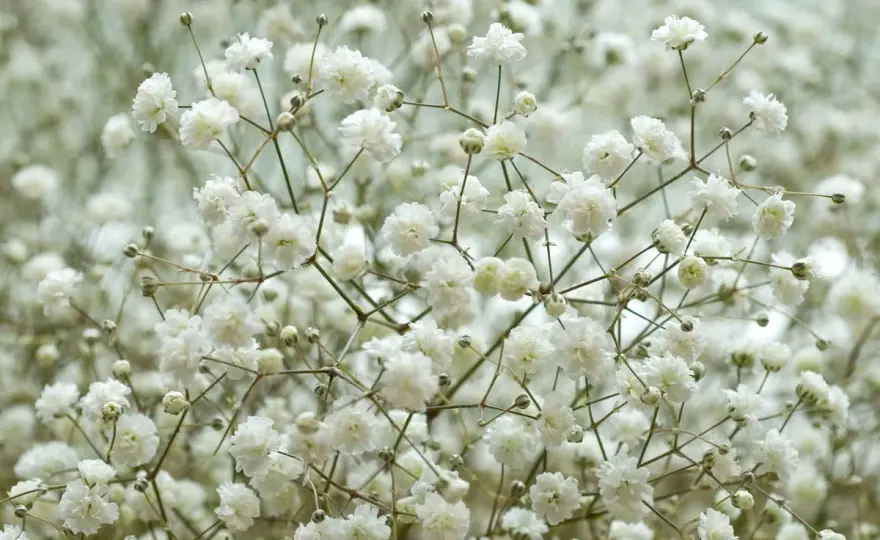 Gypsophile - Le guide complet pour un jardin léger et des bouquets