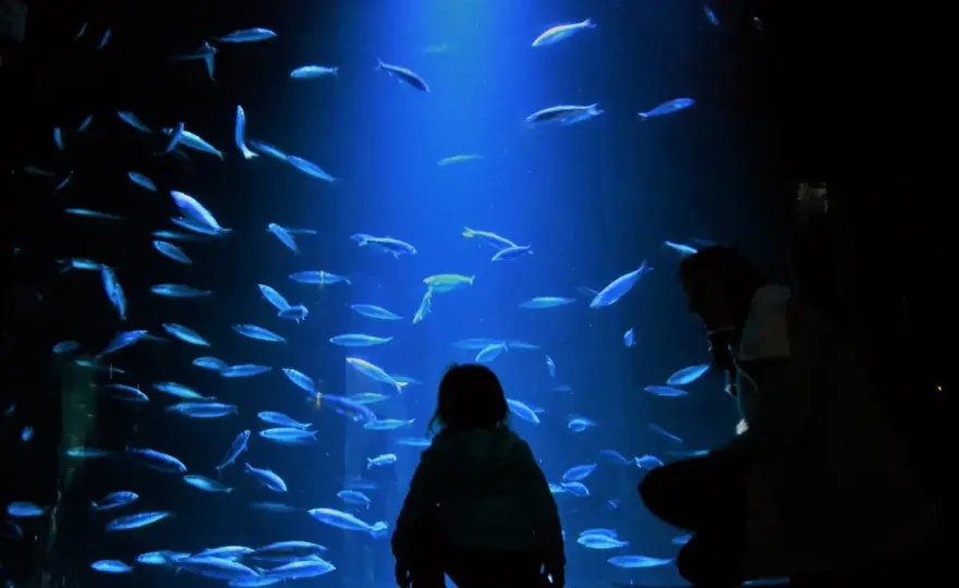 Ozeaneum w Niemczech - największe oceanarium i jego fascynujące atrakcje