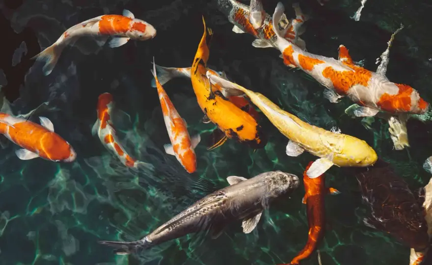 Soñar con peces - Significado, símbolos y cómo interpretarlos