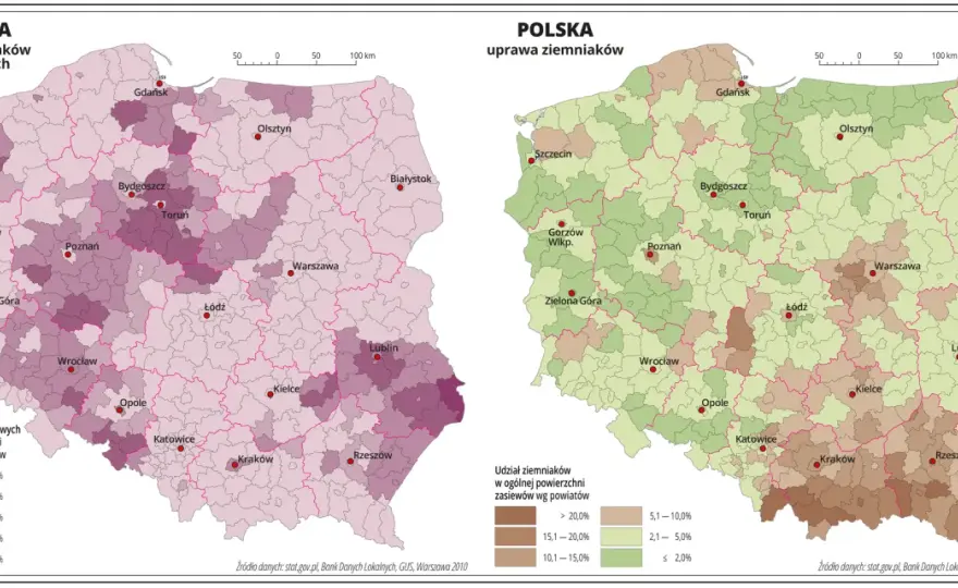 Buraki cukrowe gdzie się uprawia - poznaj najlepsze regiony w Polsce