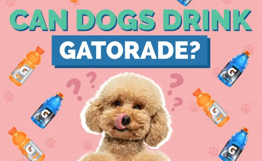 Can Dogs Drink Gatorade? The Truth for Pet Owners