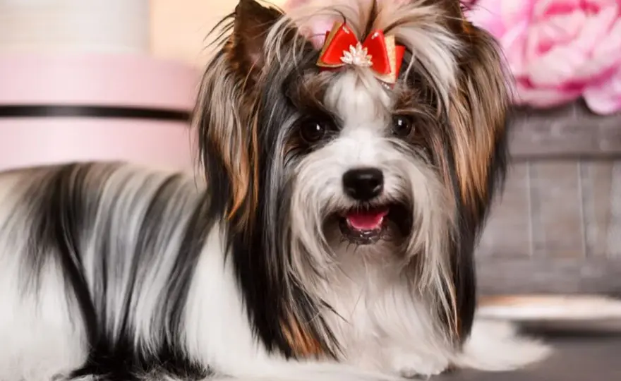 Biewer terrier czy york? Różnice, charakter i pielęgnacja