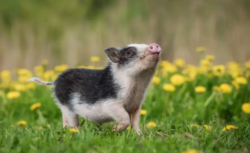 Cochon nain - La réalité derrière le "mini" en France