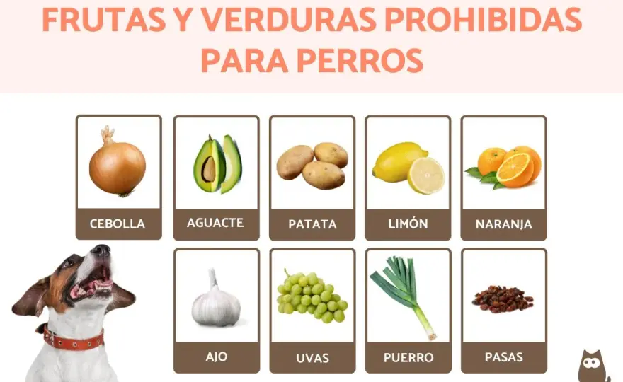 Alimentos Prohibidos para Perros - ¿Qué Hacer y Prevenir?