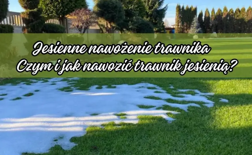 Kiedy nawóz do trawy? Najlepszy czas i sposób nawożenia trawnika
