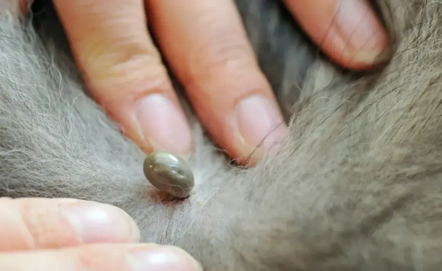 Zecca sul cane - Rimuovila bene e previeni i rischi!