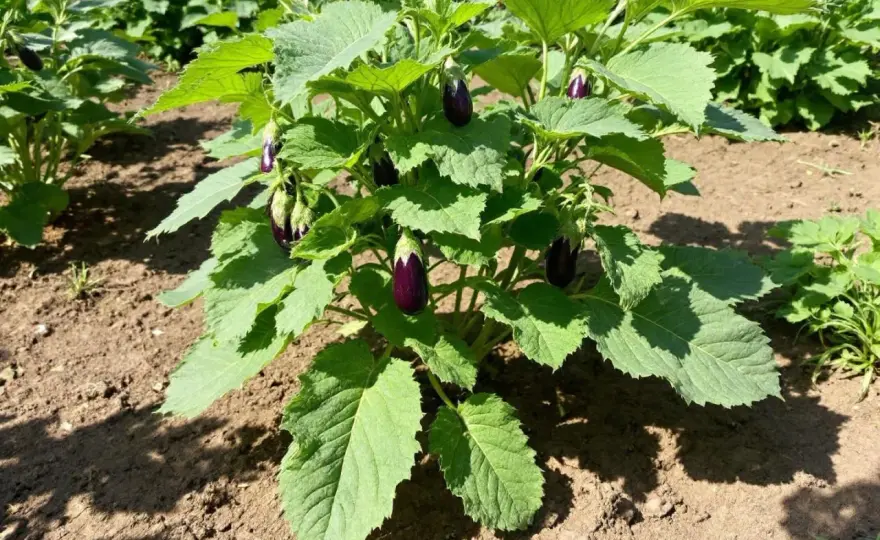 Comment tailler un plant d’aubergine sans freiner la récolte ?